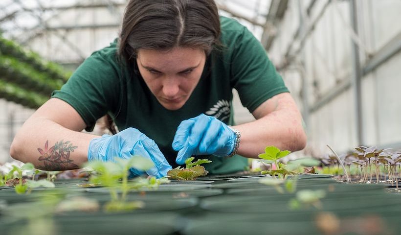 horticulture