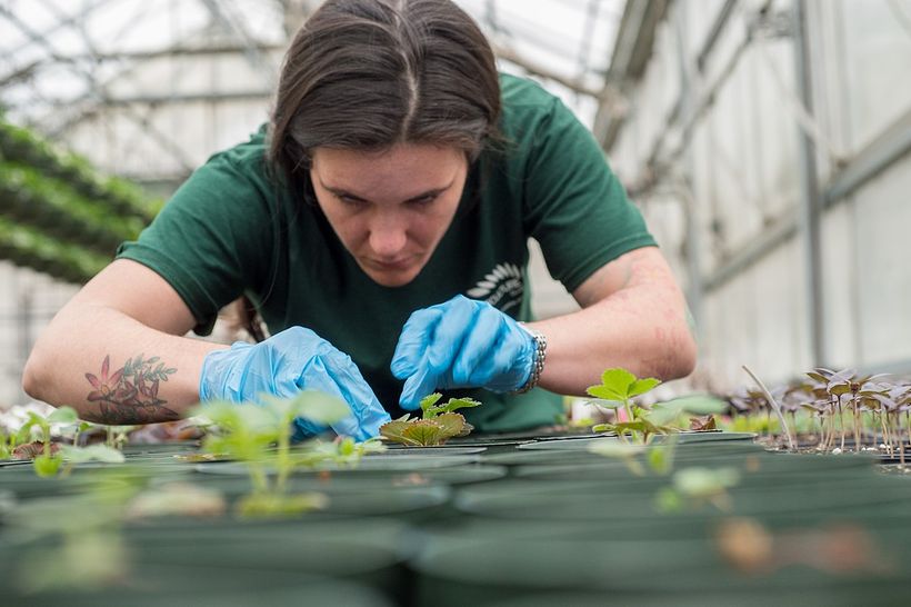 horticulture