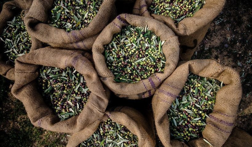 DolCas Biotech to Launch Organic Olive Tree Ingredient in US