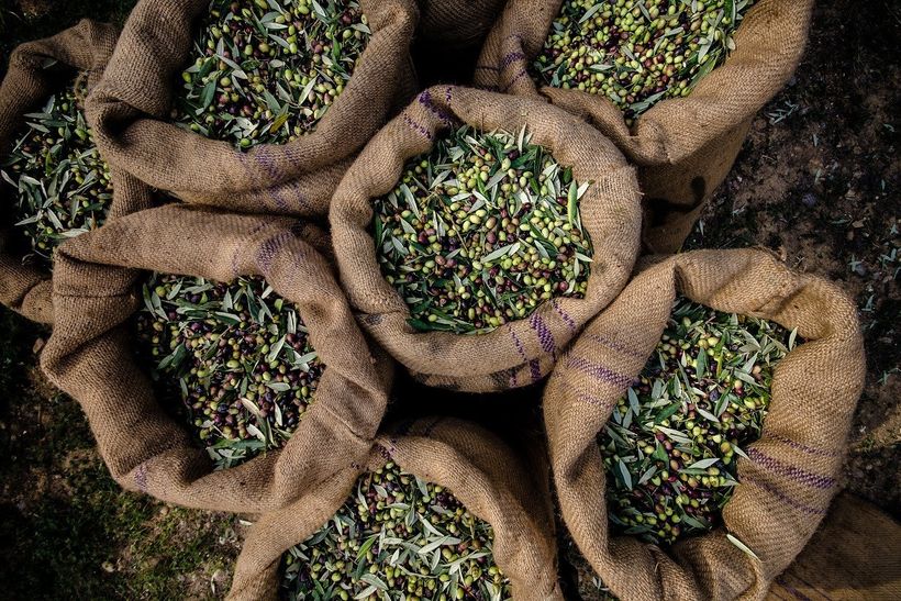 DolCas Biotech to Launch Organic Olive Tree Ingredient in US
